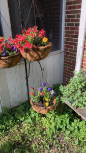 pink and purplepetunias in a hanging basket