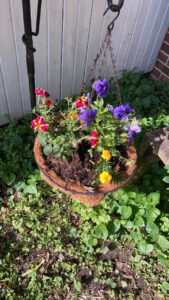 purple and yellow petunias and pansies in a hanging basket