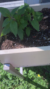 Pineapple sage in a raised bed