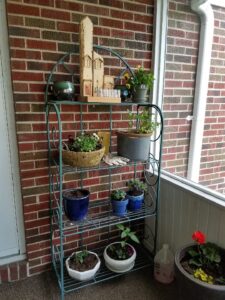 African violets in pots on a metal rack