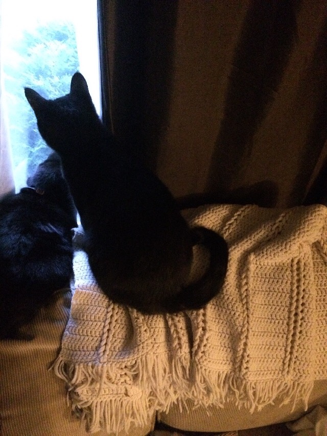 Jade and Angel sitting together in a window in our old house.