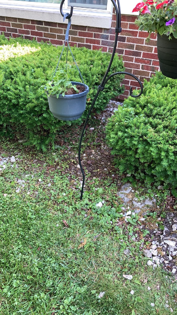 petunias in hanging pot